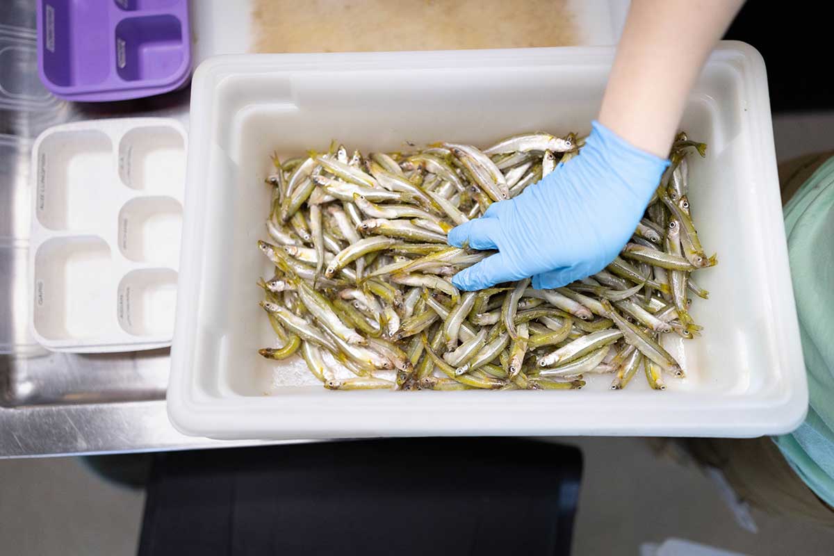 A gloved hand sorting a box of fish
