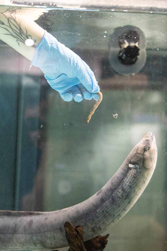 A fish in a tank at the aquarium.