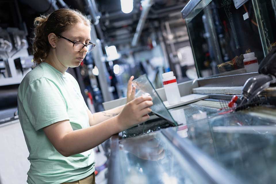 Lyra works arranging fish at her aquarium internship